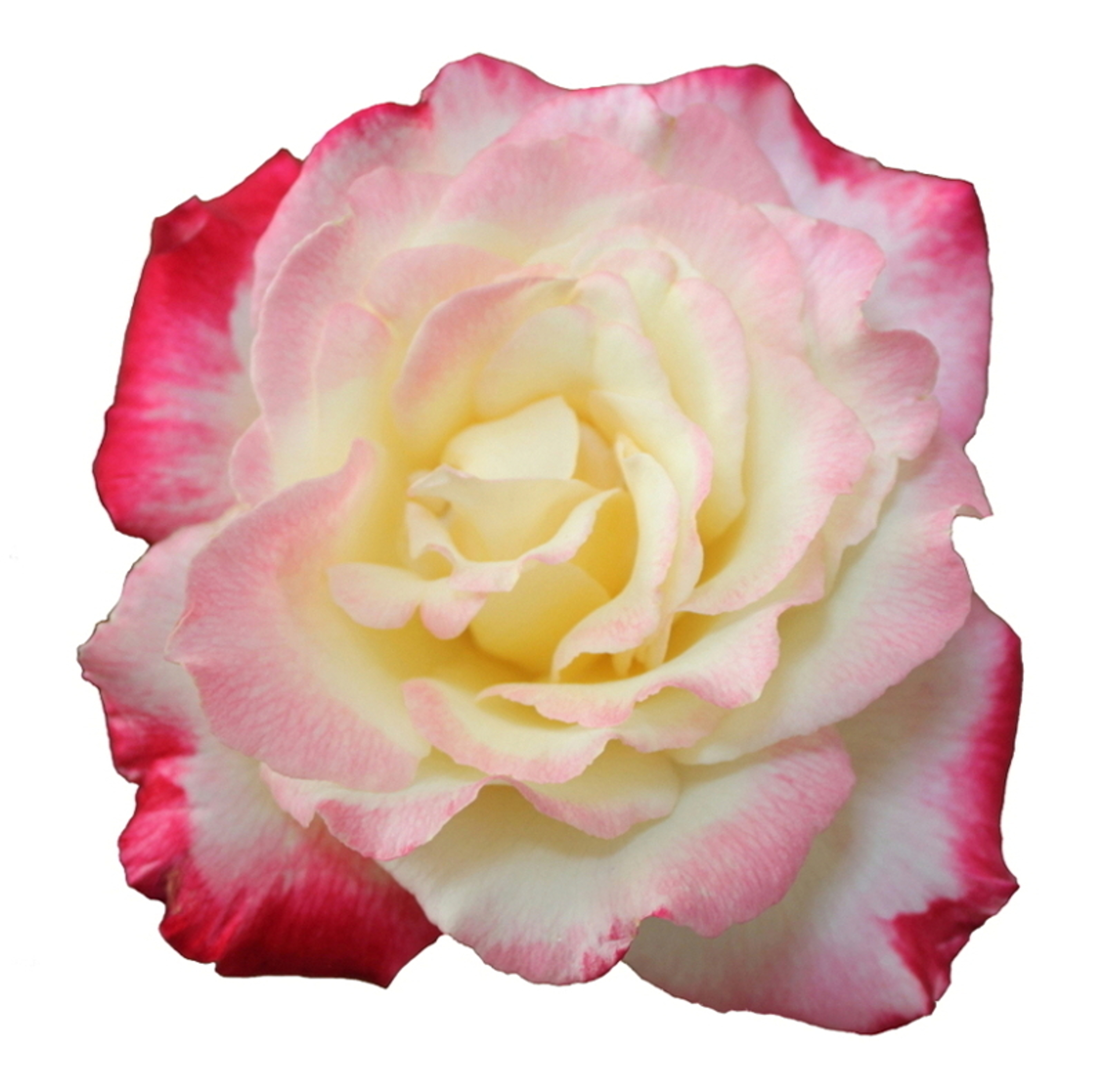 Restore scent to rose flowers